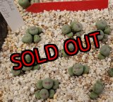 画像:  Pageae PV1380【25-11】