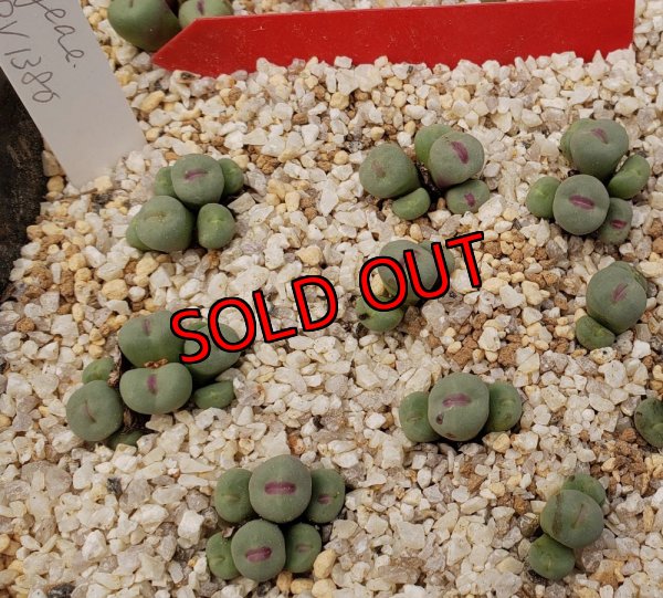 届きたての写真なのでシワがでていないです。