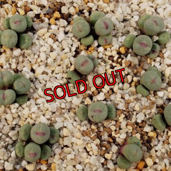 現在の様子です、シワがだいぶん無くなってきました。