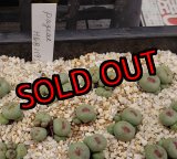 画像:  Pageae H&B1195【25-11】