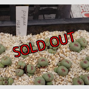 画像:  Pageae H&B1195【25-12】