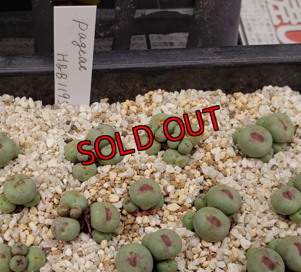 画像1:  Pageae H&B1195【25-12】