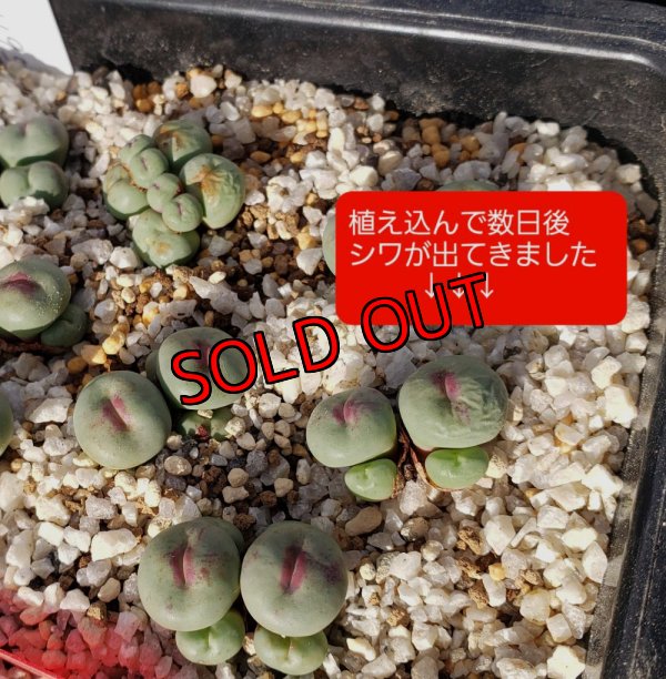 画像2:  Pageae H&B1195【25-12】