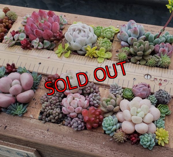 画像9: 【予約ページ】採集して愛でる木箱R-7WS（25-4）