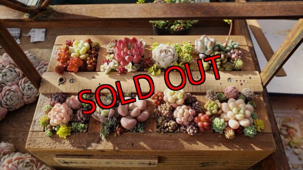 画像4: 【予約ページ】採集して愛でる木箱R-7WS（25-4）