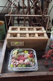 画像3: 【予約ページ】採集して愛でる木箱R-7WS（25-4）