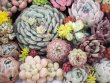 画像3: 寄せ植えセット/ヴィンセントカトー入り（25-4）