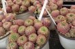 枯葉はとらずに発送します
