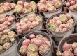画像3: ヴィンセントカトー群生（25-4）
