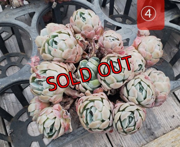 画像8: クリームベリー群生/15〜18ｃｍサイズ（25-4）