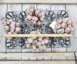 画像1: クリームベリー群生/15〜18ｃｍサイズ（25-4）