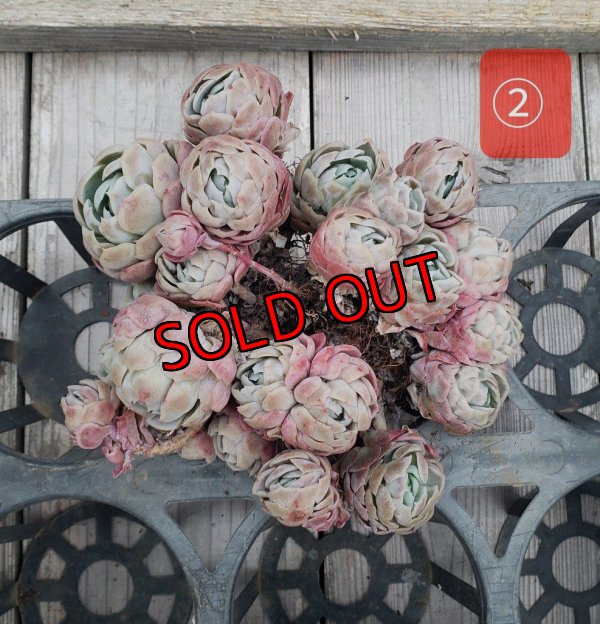 画像5: クリームベリー群生/15〜18ｃｍサイズ（25-4）