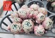 画像3: クリームベリー群生/15〜18ｃｍサイズ（25-4）