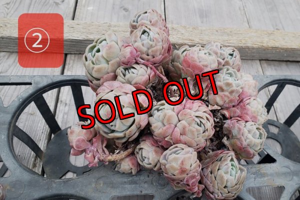 画像6: クリームベリー群生/15〜18ｃｍサイズ（25-4）