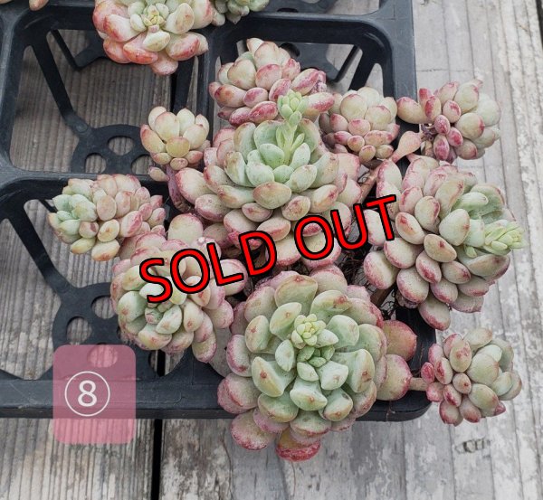 画像12: 萌豆群生（25-4）