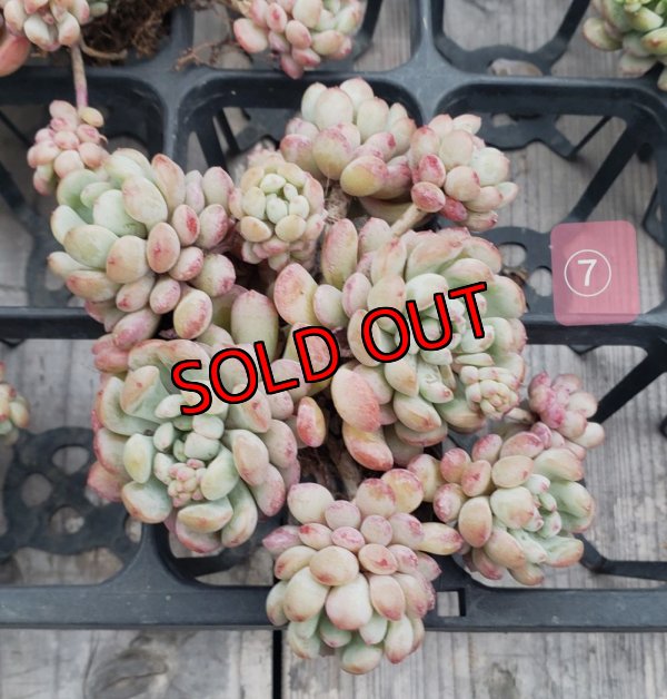 画像11: 萌豆群生（25-4）