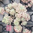 画像9: 萌豆群生（25-4）