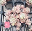 画像8: 萌豆群生（25-4）