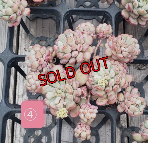 画像8: 萌豆群生（25-4）