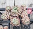 画像6: 萌豆群生（25-4）