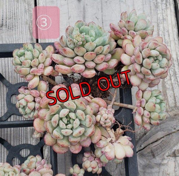 画像7: 萌豆群生（25-4）