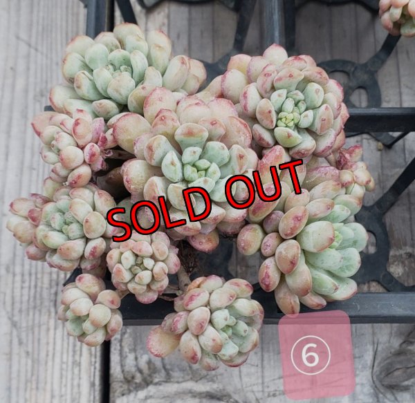 画像10: 萌豆群生（25-4）