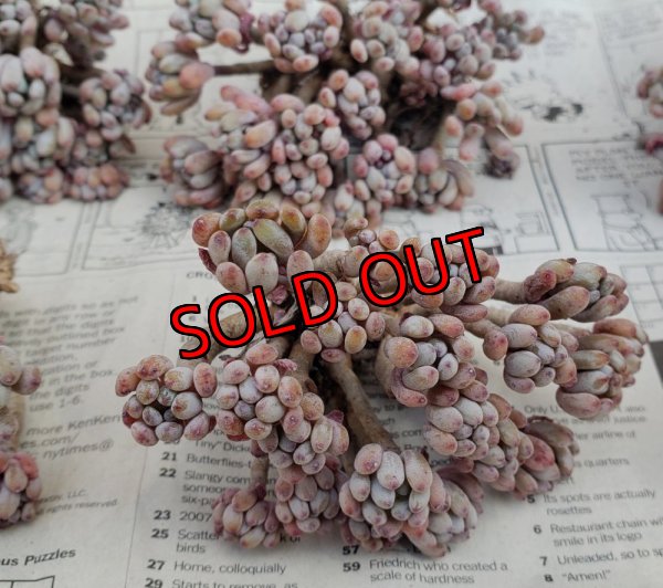 画像4: ブルービーン群生（25-4）