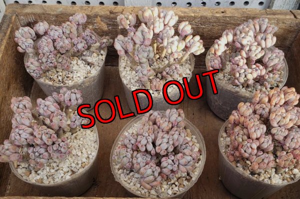 画像3: ブルービーン群生（25-4）