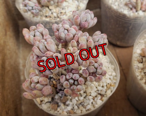 画像6: ブルービーン群生（25-4）