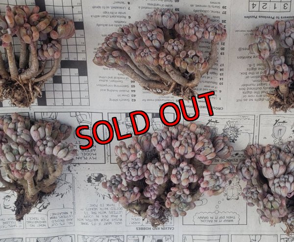 画像2: ブルービーン群生（25-4）