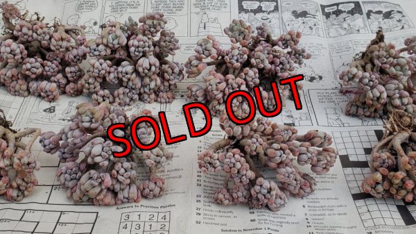 画像5: ブルービーン群生（25-4）