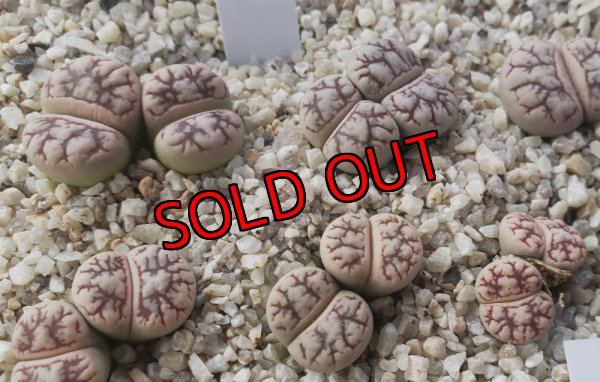 画像2: C188 werneri 【25-9】