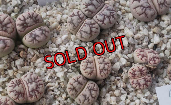 画像1: C188 werneri 【25-9】