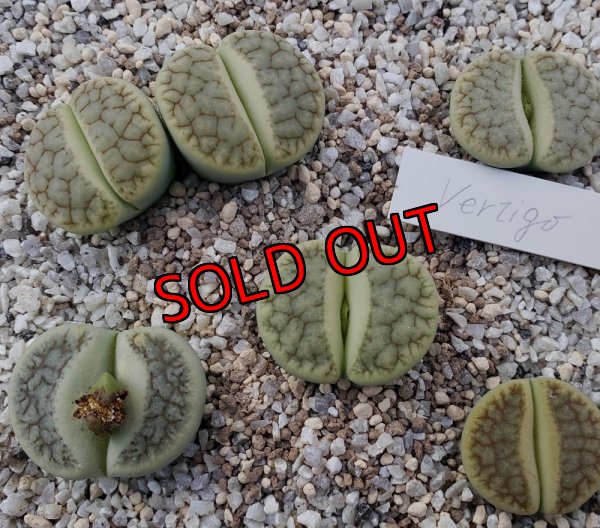 画像2: Vertigo' ex. Tok 【25-9】