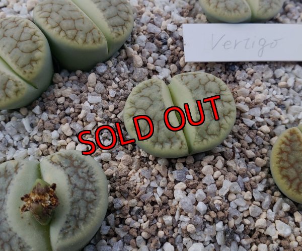 画像1: Vertigo' ex. Tok 【25-9】