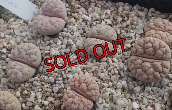 画像1:  C189 ssp. gracilidelineata v. waldroniae【25-9】