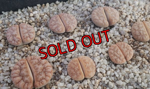 画像1: C309A　Café Au Lait【25-9】