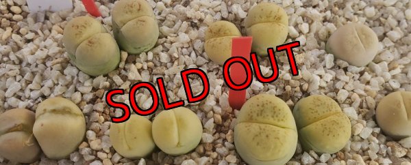 画像1:  C388 翆蛾 steineckeana【25-9】