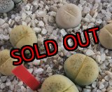 画像:  C388 翆蛾 steineckeana【25-9】