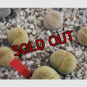 画像:  C388 翆蛾 steineckeana【25-9】