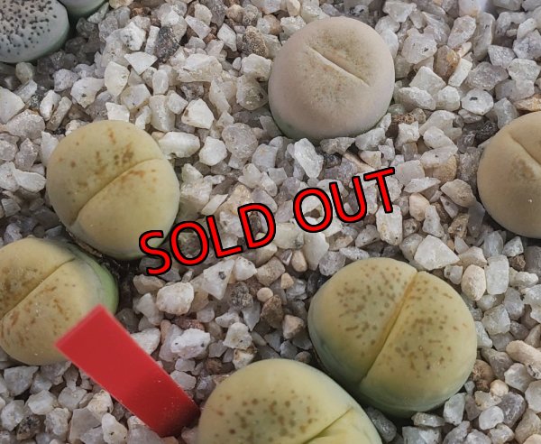 画像2:  C388 翆蛾 steineckeana【25-9】