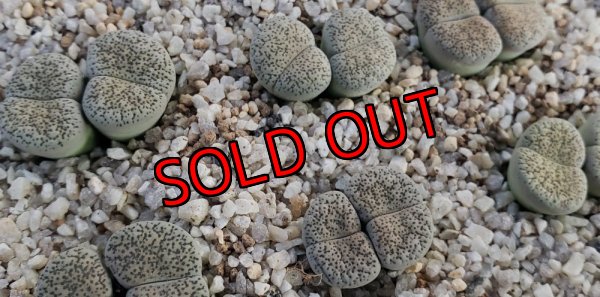 画像1: Shiro Bentengyoku/白弁天玉/2H【25-9】