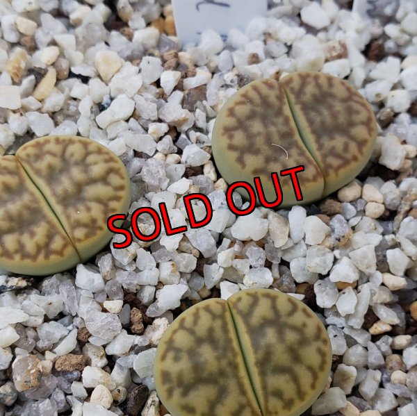 画像1: v.mennellii shinano Gold Moon【25-9】