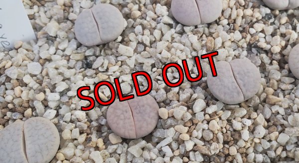 画像1: C244  pseudotruncatella subsp. groendrayensis【25-9】