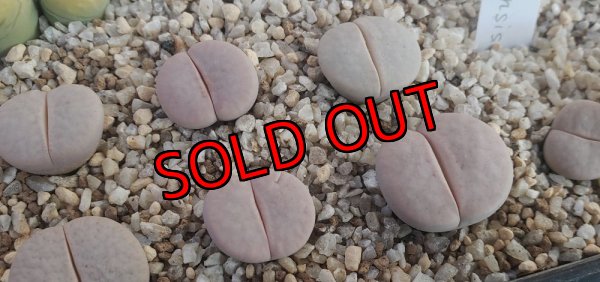 画像1: C246 ssp. groendrayensis【25-9】