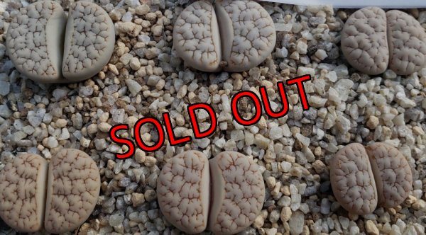 画像1: C243  ssp. gracilidelineata v. waldroniae  【25-9】