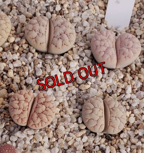 画像2: C243  ssp. gracilidelineata v. waldroniae  【25-9】