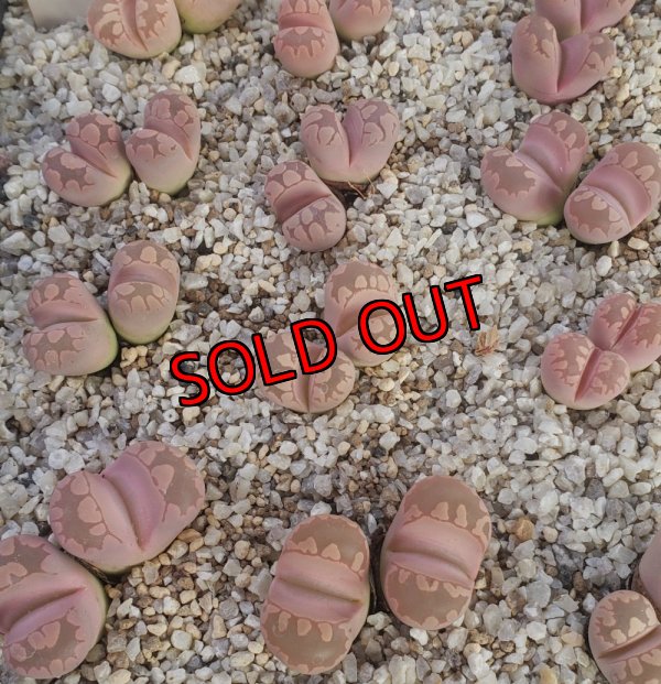 画像2:  'Pink -Otsue' ex. C128【25-9】