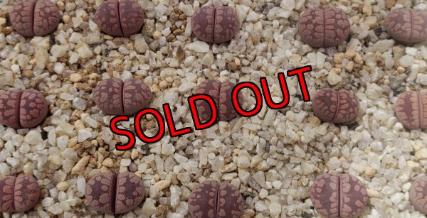 画像3: YS.Amaranth【25-10】