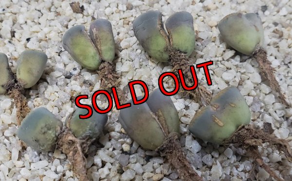 古株につき皮を剥くと　このような傷がありました。価格を変えて販売させて頂きます。